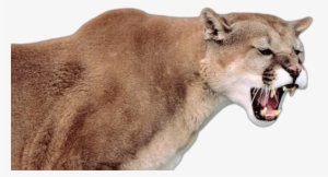 Mountain Lion Png Svg Black And White Library - Fierce Cougar #601217