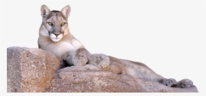 Photo Of A Lion Laying On A Rock Looking At Camera - Mountain Lion Lying Down #601292