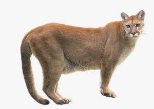 Cougar Png By Lg - Puma Animal Png #601344