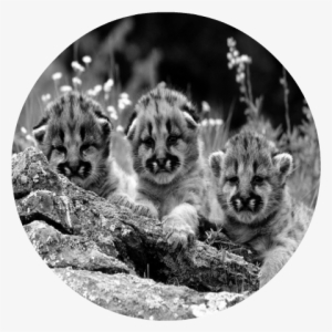 Mountain Lion Cub - Mountain Lion Cubs Mugs #601504