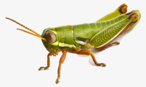 Grasshopper Png #601551
