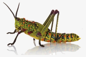 Insect Png Hd - Insect Png #601598