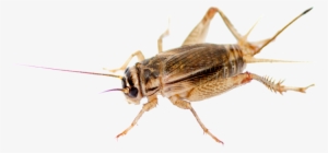 Cricket Pest Control - Physician #601680