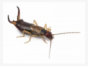 European Earwig #601825