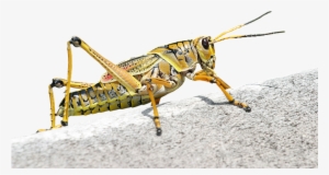 Animal - Grasshopper #601858