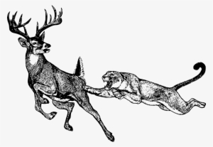 Mountain Lion Clipart Black And White - Lion Hunting Deer Drawing #601886