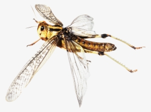 Cricket Insect Png - Locust Flying Png #601911