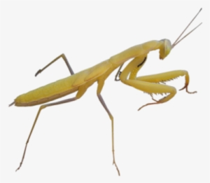 Bu-86 - Insects Hd Png #601934