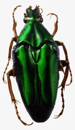 Bug Thirty - Fact Of Evolution By Cameron M. Smith #601987