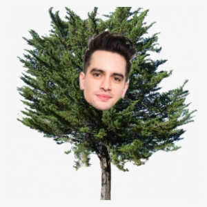 Skylee Mcweirdy > Donkey - Pine Tree Transparent #601988 Skylee Mcweirdy > Donkey - Pine Tree Transparent #601988