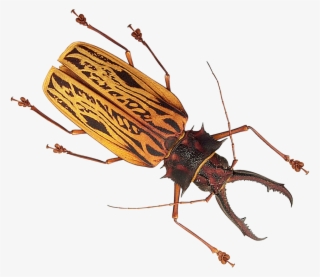 Free Png Insect Png Images Transparent - Insects Png #602054