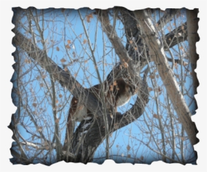 Mountain Lion Hunts - Birch #602076