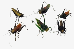 6 Early Folk Art Mixed Media Models Of Grasshoppers - Grasshopper #602103