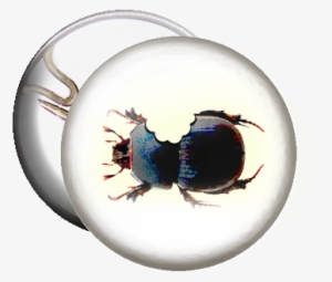 Beetle Bite - Bouton : I Love Bugs #602170