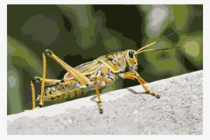 This Free Icons Png Design Of Grasshopper 2 #602386