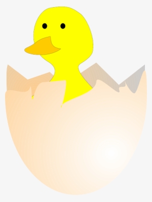 Chick, Hatching, Egg, Egg Shell, Broken, Open, Birth - Gambar Telur Ayam Menetas #602544