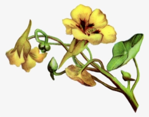 Vintage Flower Border Png Vintage Flowers[imagem Png] - Yellow Bell Flower Clipart #603212