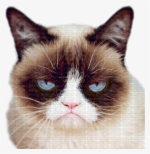 Grumpy - Grumpy Cat #605439
