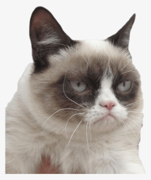 Grumpy Cat I Dare You - Grumpy Cat Transparent Background #605482