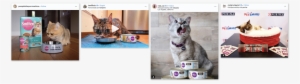 Catfluencers Sponsored Posts Cat Food - Cat #605768