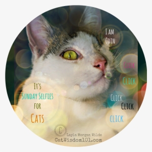 Cat's Six Senses - Cat #605818