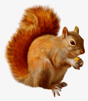 Squirrel Png #606070