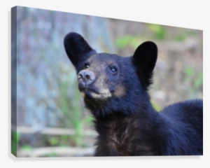 2383-bear Face Canvas Print - Fisher #607474