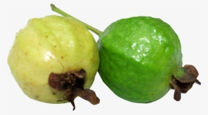 Guava Png #607567