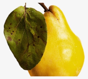 Guava Png Transparent Images - Fruit #608322