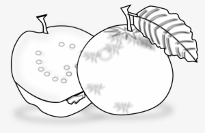 Guava Clipart Black And White - Guava Line Art #608406
