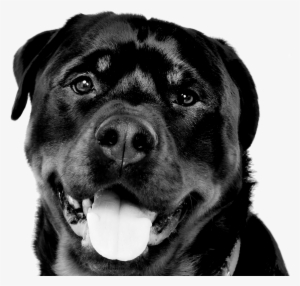 Border02 Personal3 - Manga T-shirt #608452