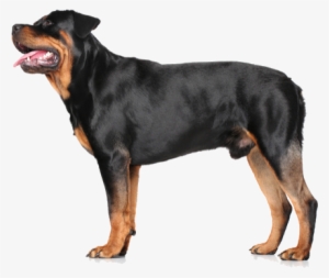 General Appearance - Rottweiler Standing On White Background #608611