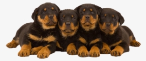 O Rottweiler É Um Cão Doméstico De Grande Porte - Rottweiler Dogs Puppies Hd #608677