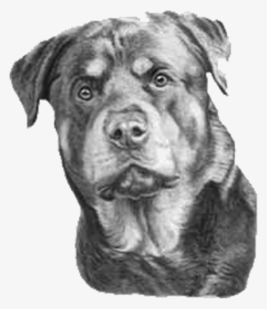 Contact Us Clip Free Library - Rottweiler Drawing Black And White #608971