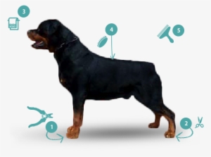 Trim Nails And Grind As Short As Possible - Rottweiler #609096