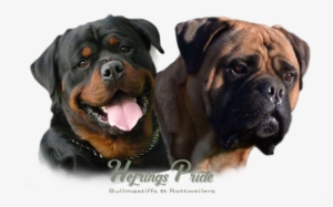 Image Of A Rottweiler And A Bullmastiff - Dog Yawns #609153