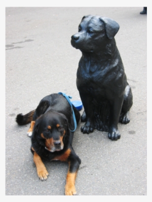 5 Von - Rottweiler #609259