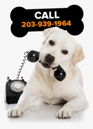 Rottweiler Puppy For Sale In Ct Buy A Cute Puppy In - Animals Talking On The Phone #609312