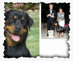 Orange Blossom Special - Reseda High School #609398