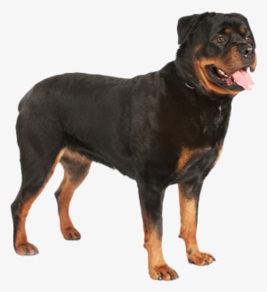 Guard Dog Png #609603