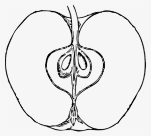 Apple Logo Outline - Inside Of An Apple Drawing #609942