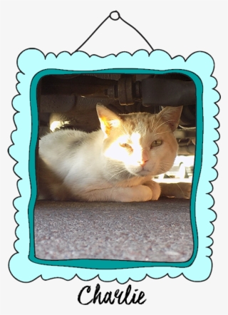 Bono Crossed The Rainbow Bridge On February 26, - Domestic Short-haired Cat #6000232
