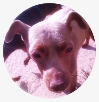 Stories Food And Recipes Online Forms Partner Links - Companion Dog #6000688