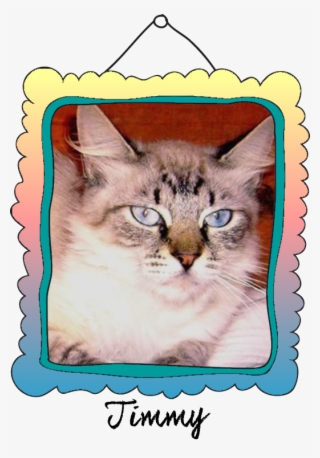 Timmy Crossed The Rainbow Bridge On September 6, - Domestic Short-haired Cat #6000844