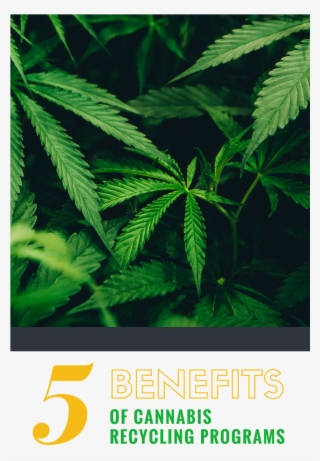 5 Benefits Of Cannabis Recycling Programs - Cannabis #6002925