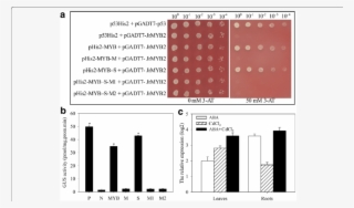 Analysis Of The Up Steam Regulators Of Jrvhag1 - Diagram #6005927