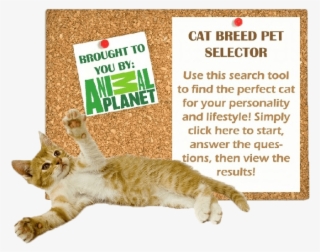 Cat Breed Selector - Animal Planet #6005929