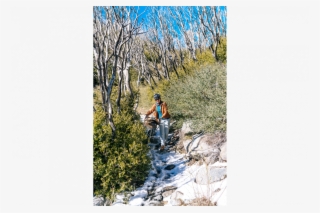 Starting Out In Snow With A Thousand Feet Of Elevation - Birch #6008480