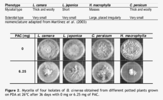 Phenotypic Classification Of B - Circle #6008956
