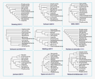 Phylogeny Of Malacostraca - Malacostraca Taxonomy #6009189